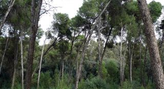 La Forêt de Ain Chkef
